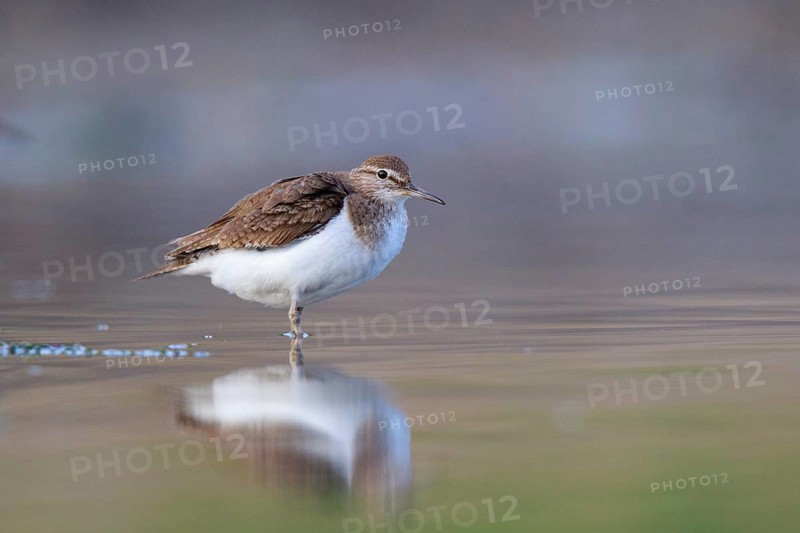 Common Sandpiper (Actitis hypoleucos) foraging, North Rhine-Westphalia, Germany
