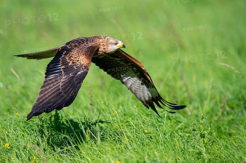 Red kite (Milvus milvus) flying, Gerolstein, Rhineland-Palatinate, Germany