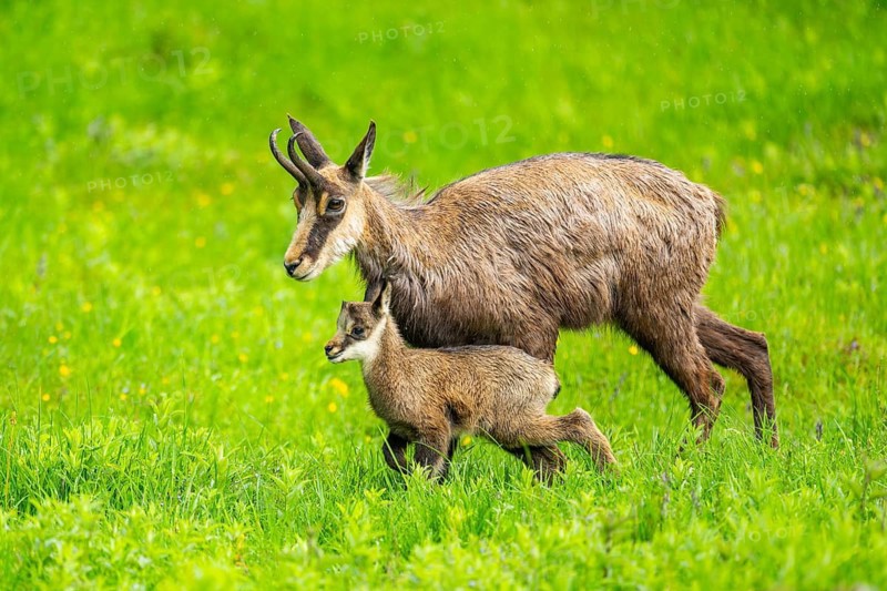 Chamois (Rupicapra rupicapra) Mother (doe) with her youngster (fawn) on a meadow, Austria