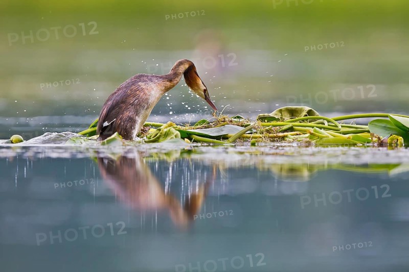 Great Crested Grebe (Podiceps cristatus) on nest, Bavaria, Germany