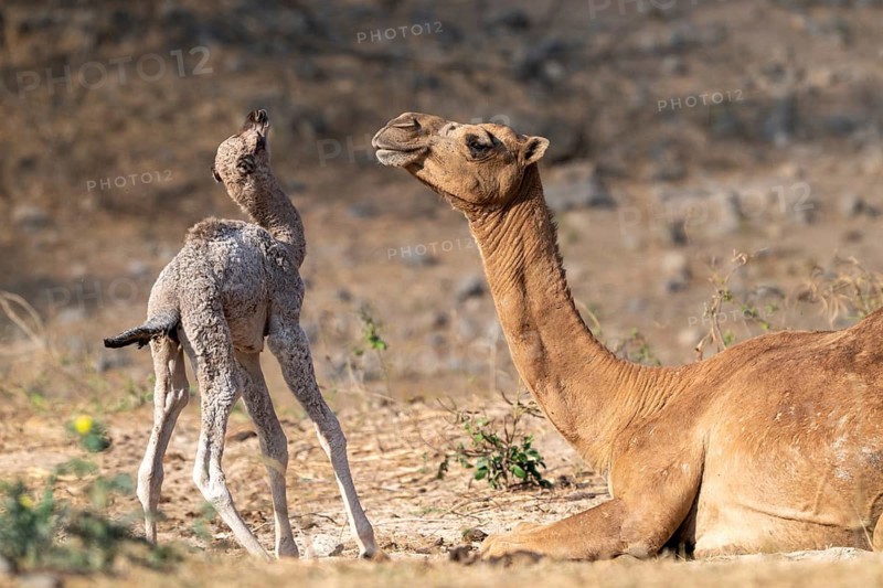 Dromedary (Camelus dromedarius), camel, young animal with mother, Oman