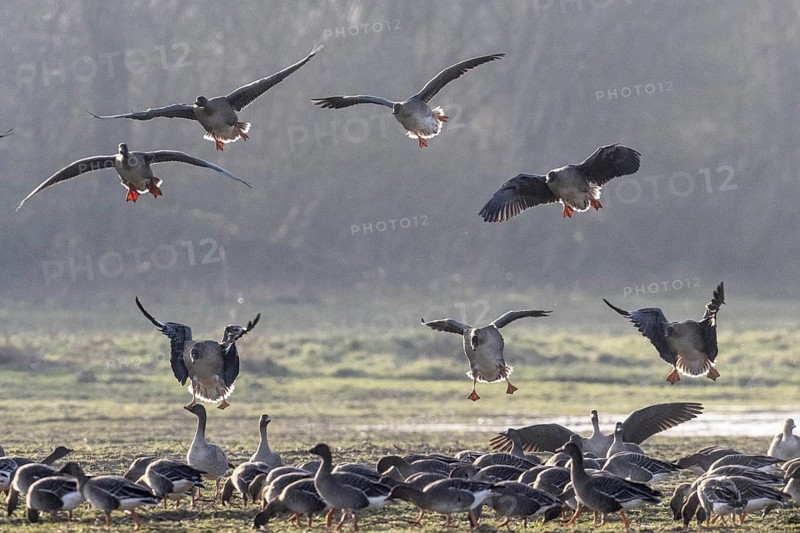 Bean geese (Anser fabalis), Emsland, Lower Saxony, Germany