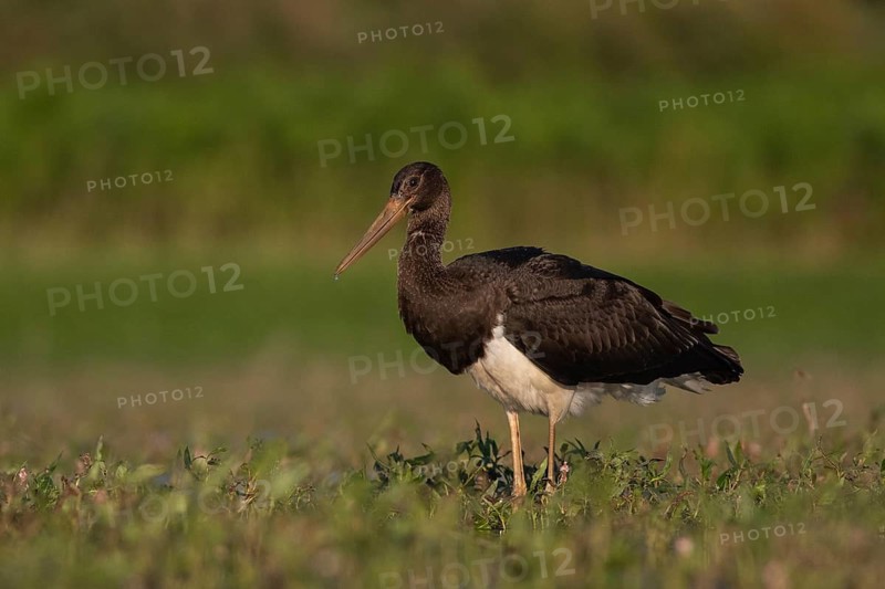 Black Stork (Ciconia nigra) juvenile foraging, Tiszaalpár, Hungary