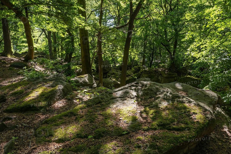 Rocks in green beech forest, Ore Mountains, Czech Republic, May 2024