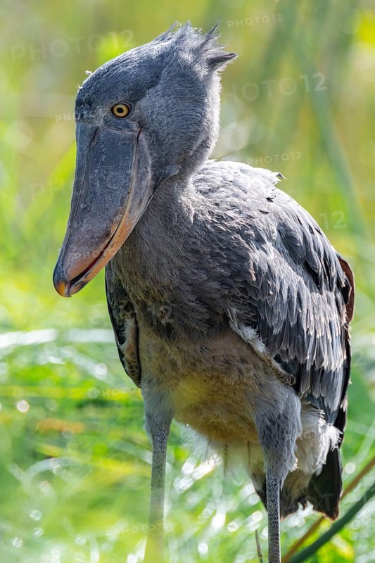 Shoebill (Balaeniceps rex), juvenile, animal portrait, swamps of Mabamba, Lake Victoria, Uganda