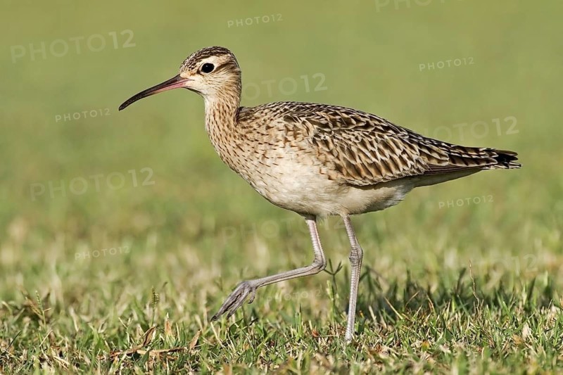 Little Curlew (Numenius minutus), Western Australia, Australia