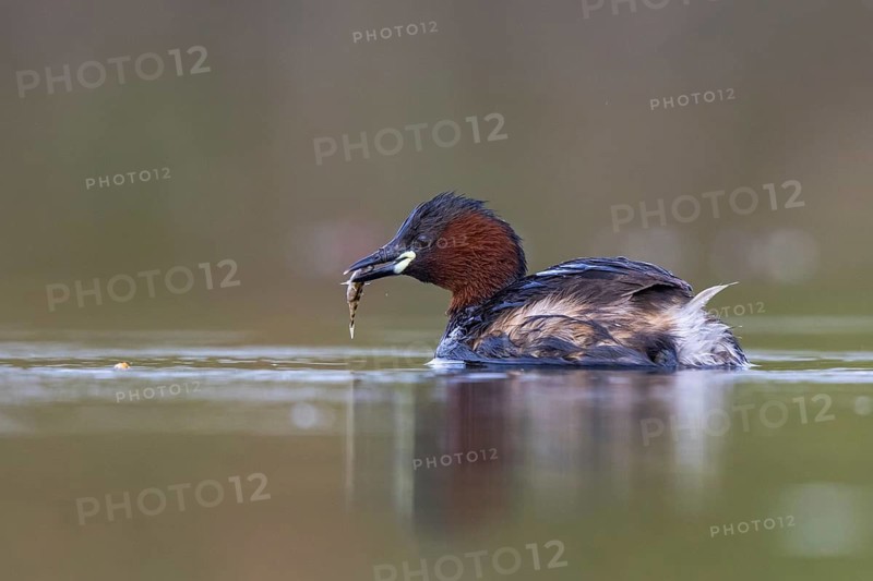 Little Grebe (Tachybaptus ruficollis) with fish prey in its beak, North Rhine-Westphalia, Germany