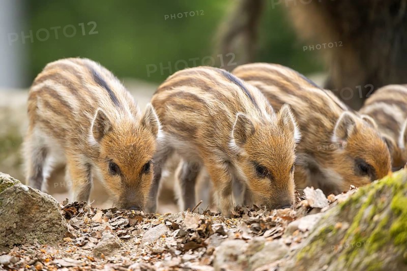 Wild boar (Sus scrofa) piglets standing in a forest, Bavaria, Germany