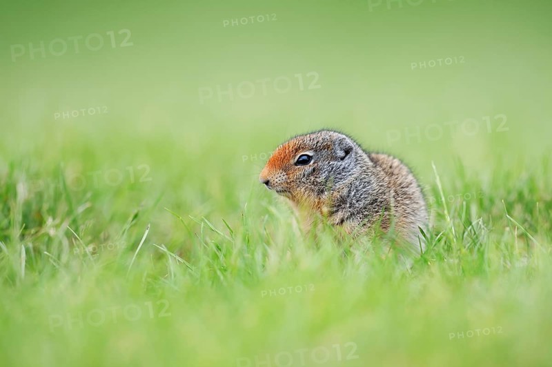 Columbia ground squirrel (Urocitellus columbianus, Spermophilus columbianus), juvenile, Waterton Lakes National Park, Alberta, Canada