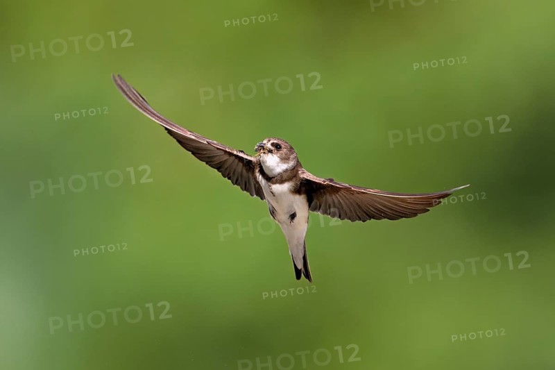 Sand martin (Riparia riparia), in flight with food in its beak, Reussegg nature reserve, Canton Aargau, Switzerland
