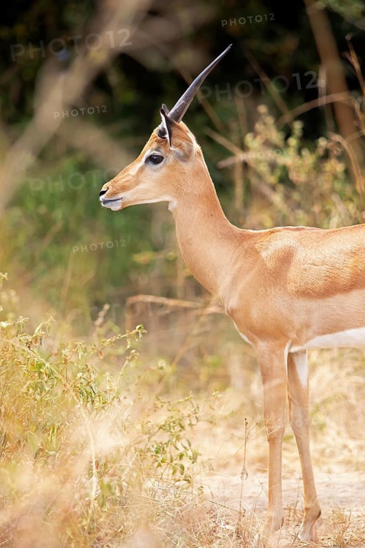 Impala (Aepyceros), Akagera National Park or Kagera National Park, Eastern Province, Rwanda