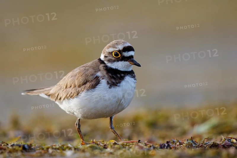 Little Ringed Plover (Charadrius dubius), North Rhine-Westphalia, Germany