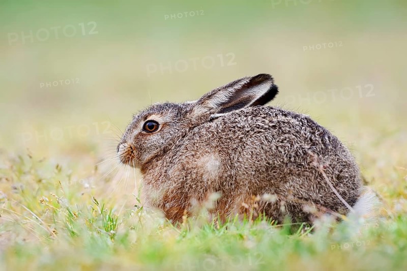 European hare (Lepus europaeus), young animal sitting in a meadow, North Rhine-Westphalia, Germany