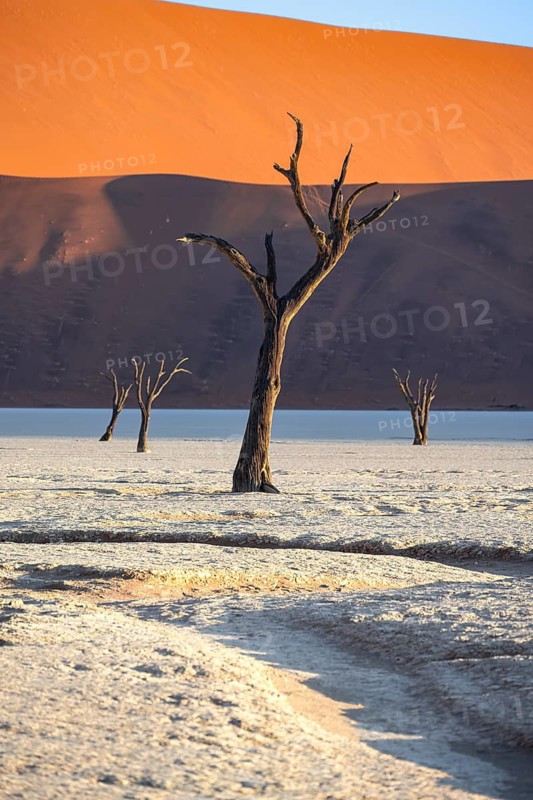 Dead camel thorn trees (Vachellia erioloba), red sand dunes, white salt pan, Dead Vlei, Sossusvlei, Namib Desert, Namib-Naukluft Park, Namibia