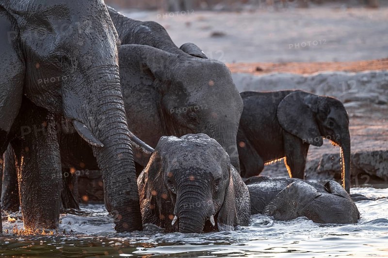 Herd of elephants, African elephant (Loxodonta africana) with young at the waterhole, sunset, Savuti, Chobe National Park, Botswana