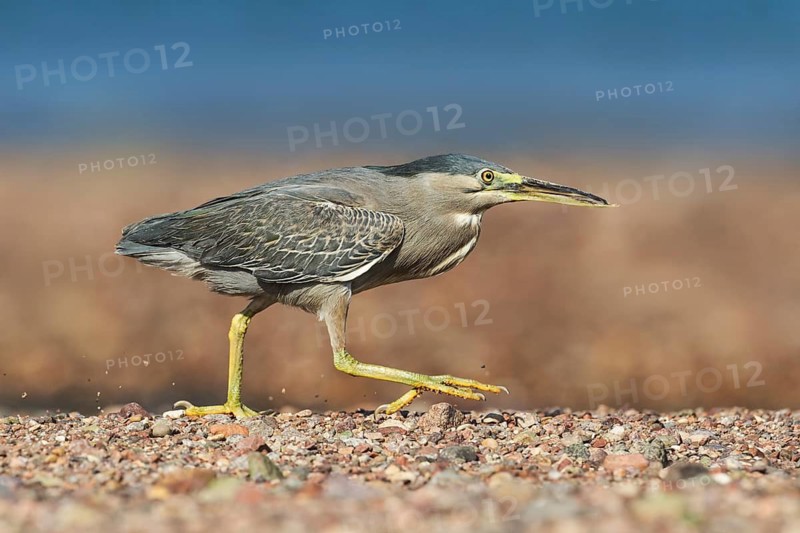 Striated Heron (Butorides striata) hunting, Eilat, Israel