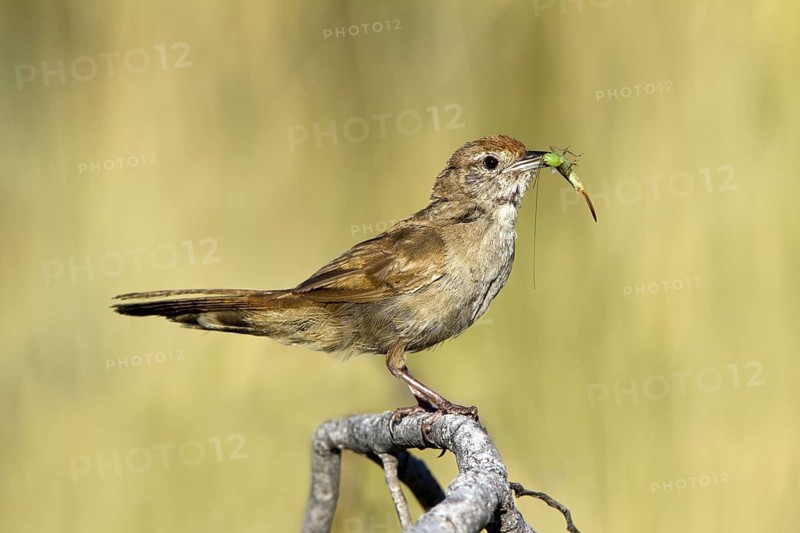 Spinifexbird (Megalurus carteri) with insect prey, Western Australia, Australia
