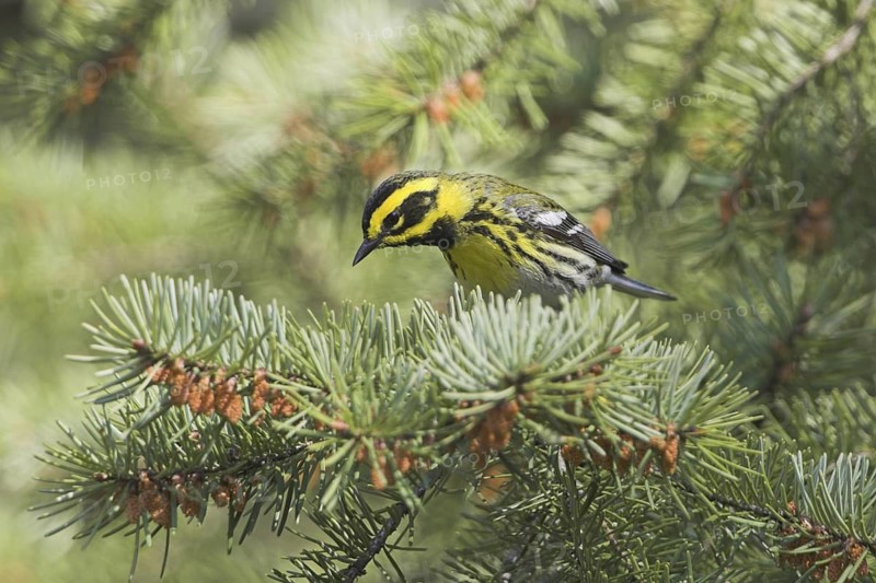 Townsend's Warbler (Setophaga townsendi), British Columbia, Canada