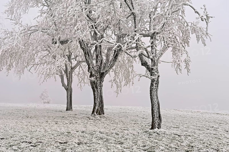 Row of trees with hoarfrost, Lindenberg, Freiamt, Canton of Aargau, Switzerland