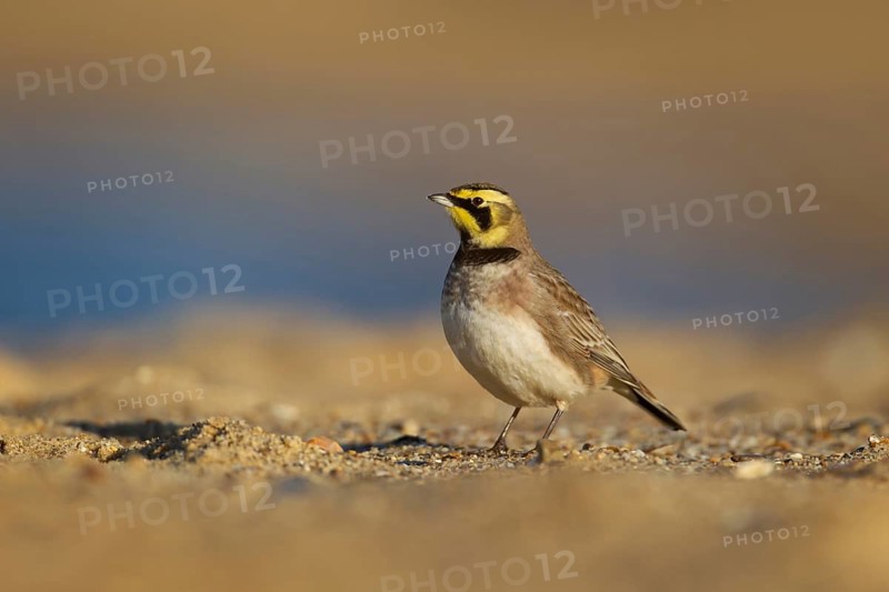 Shore lark or Horned lark (Eremophila alpestris) adult bird on a beach, Suffolk, England, United Kingdom