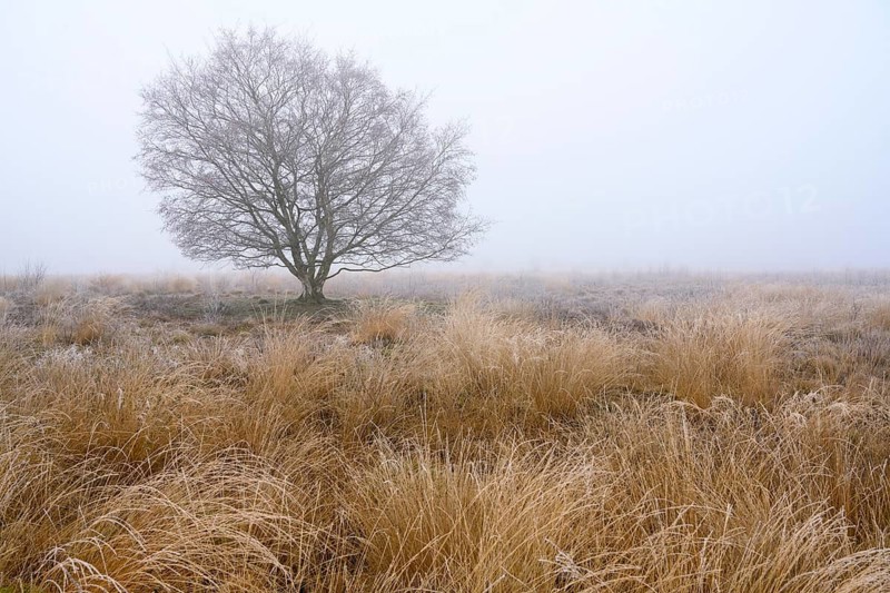 Birches in winter Rehdener Geestmoor in fog, Diepholzer Moorniederung, Rehden, Lower Saxony, Germany