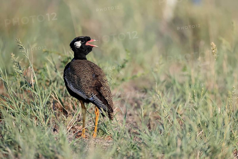 White-winged Bustard (Afrotis afraoides), adult, male, calling, courtship display, Mokala National Park, South Africa