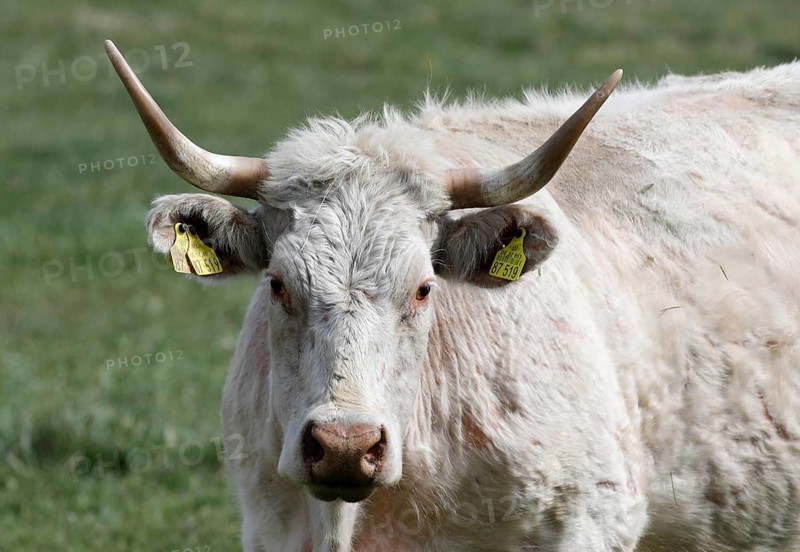 Free-range calves, cattle and cows from the Jahnsfeld organic farm in Brandenburg, they graze the surrounding grassland in spring and summer, they spend the winter in a playpen with an outlet, Müncheberg, Brandenburg, Germany