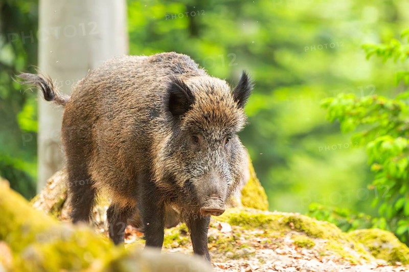 Wild boar (Sus scrofa) standing in a forest, Bavaria, Germany