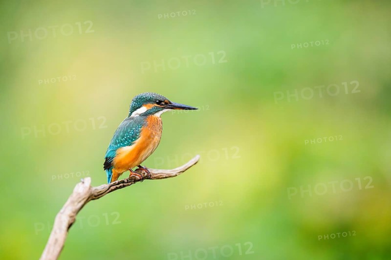 Common kingfisher (Alcedo atthis) sitting on an old wooden branch in late summer, wildife, Bavaria, Germany