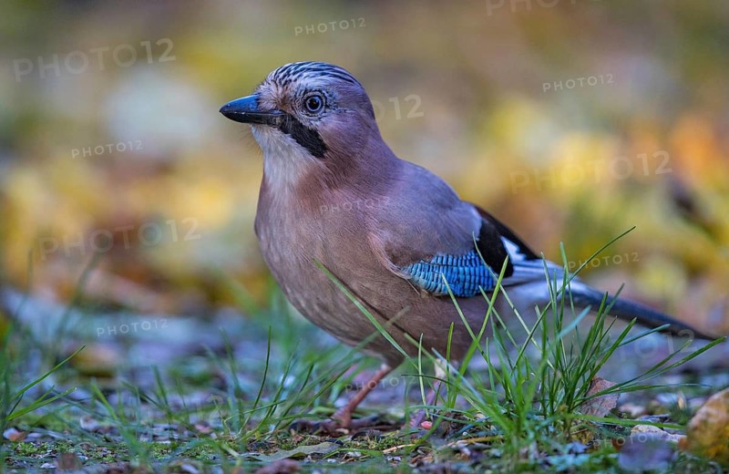 Eurasian Jay (Garrulus glandarius) perched on the ground, Bavaria, Germany