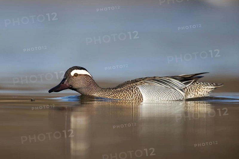 Garganey (Spatula querquedula) male, North Rhine-Westphalia, Germany