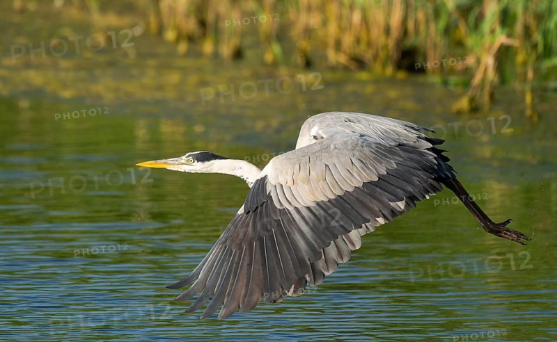 Grey heron (Ardea cinerea) flying over a lake, Lower Saxony, Germany