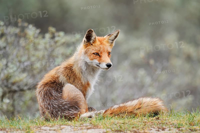 Red fox (Vulpes vulpes), North Holland, Netherlands