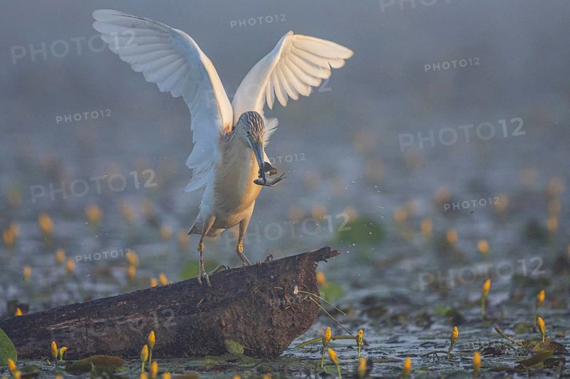 Squacco Heron (Ardeola ralloides) in the fog Hungary