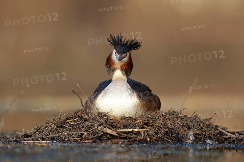 Great Crested Grebe (Podiceps cristatus) on nest, North Rhine-Westphalia, Germany