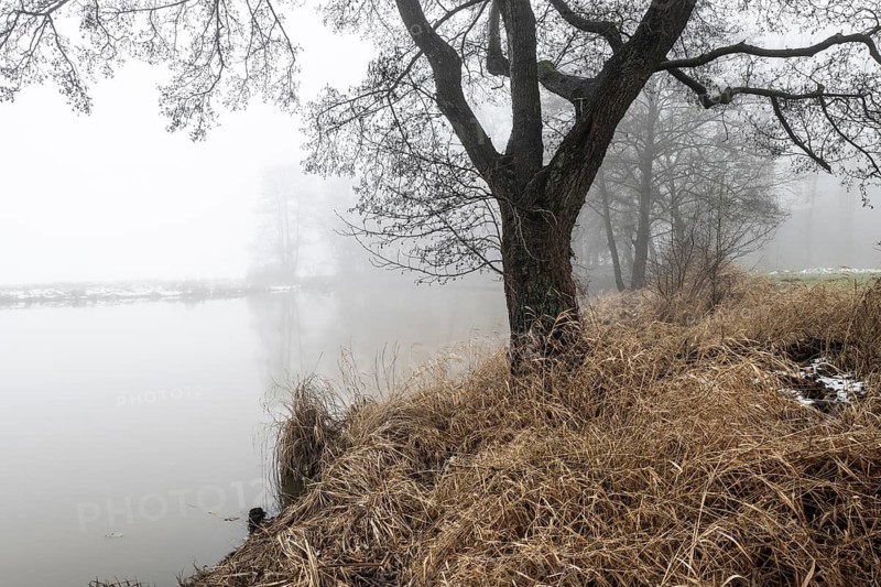 Pond landscape with black alder (Alnus glutinosa) in the fog, Emsland, Lower Saxony, Germany