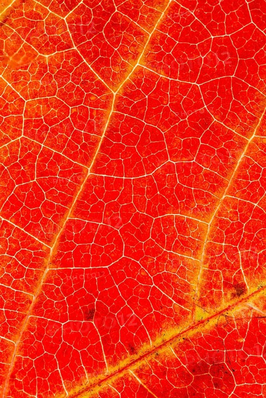 Structure of an autumn-colored leaf, foliage, tree, Vechta, Lower Saxony, Germany