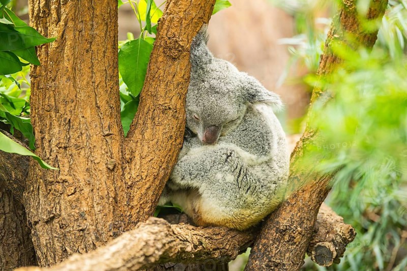 Koala (Phascolarctos cinereus) sitting on a tree, captive, distribution South Australia, Australia, Oceania
