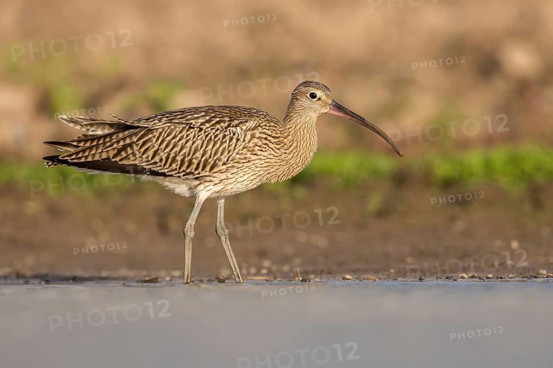 Eurasian Curlew (Numenius arquata) foraging, Poland