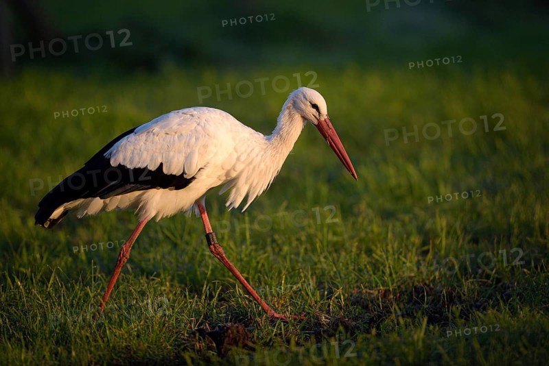 Weissstorch (Ciconia ciconia), White Stork, Altvogel bei der Nahrungssuche, Oktober, NSG Dingdener Heide, Nordrhein-Westfalen, Deutschland