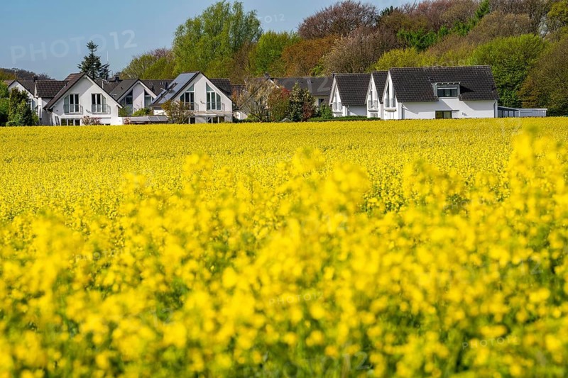 Residential development, residential area, single-family houses, in the south of Essen, living in the countryside, yellow rapeseed field, North Rhine-Westphalia, Germany