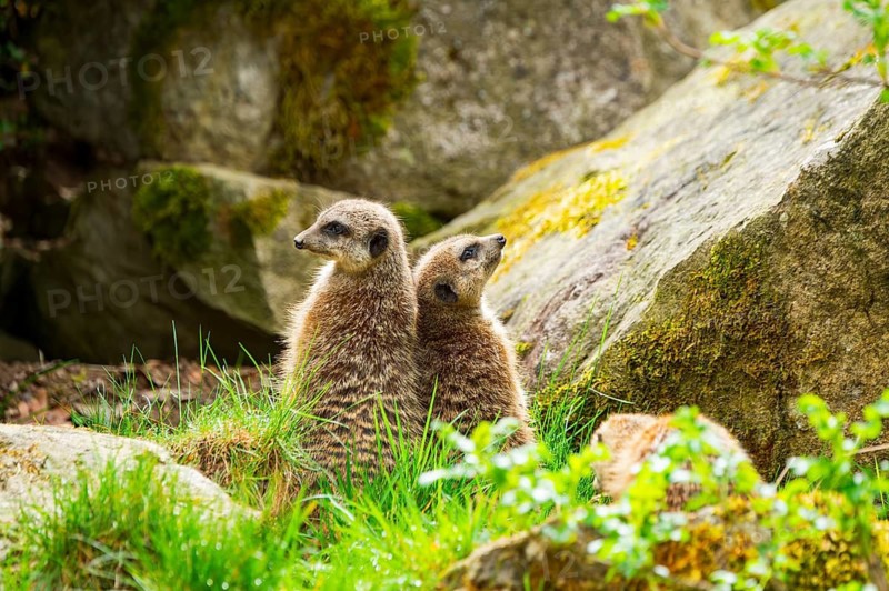 Meerkat (Suricata suricatta) standing between rocks looking around, curious, Germany