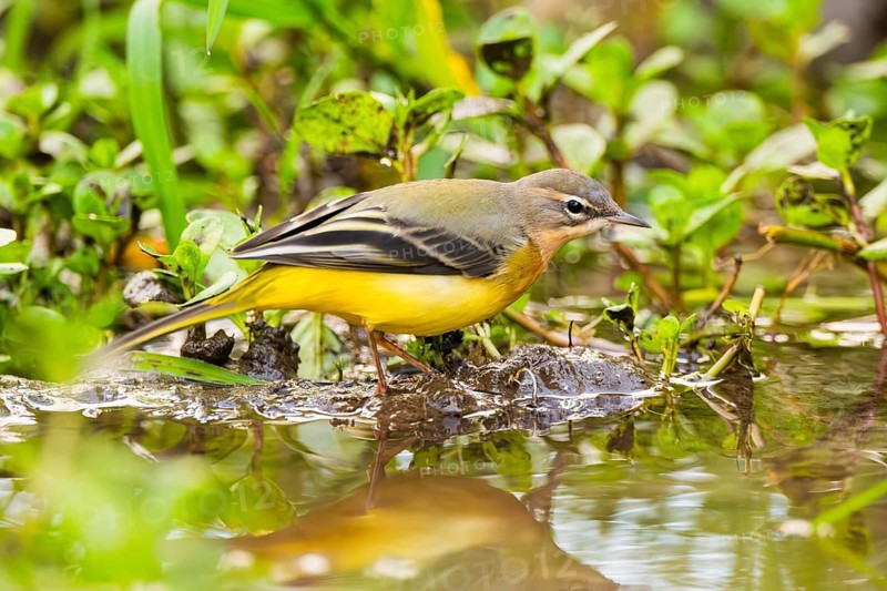 Grey Wagtail (Motacilla cinerea) hunting at a little lake in a swamp, wildlife, Germany