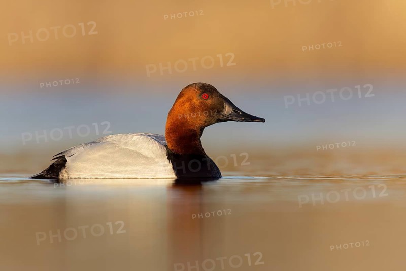 Canvasback (Aythya valisineria) swimming in a pond in Manitoba, Canada