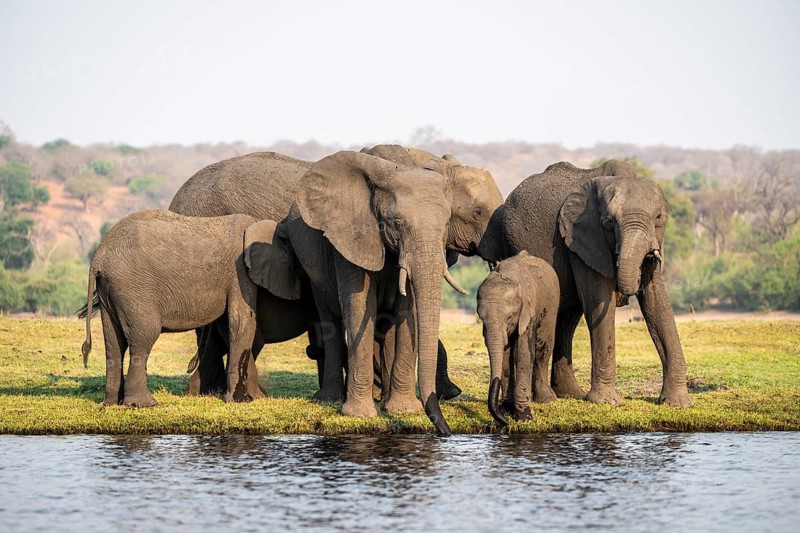 Herd of animals with young, African elephant (Loxodonta africana) drinking at the Chobe River, Ihaha, Chobe National Park, Botswana, Africa