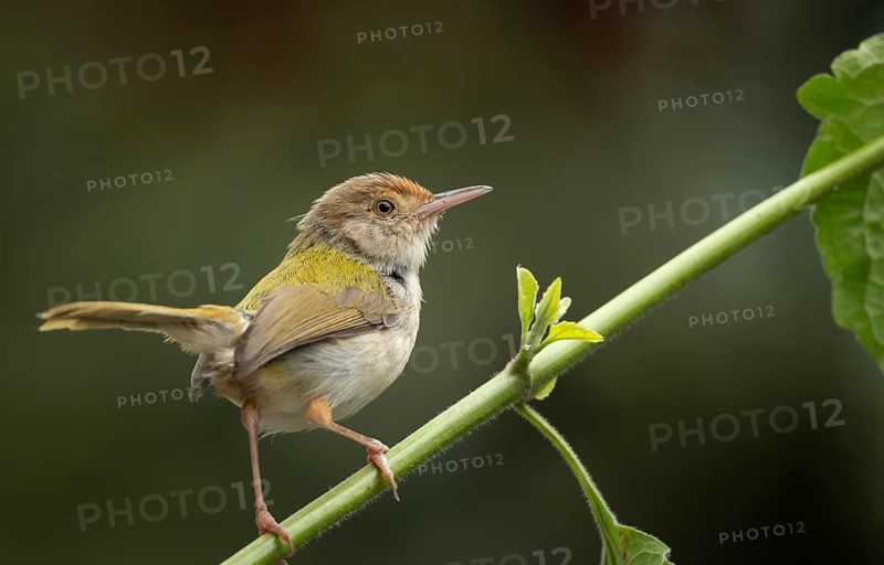 Common Tailorbird (Orthotomus sutorius) perched in a leafy tree, Sreepur, Gazipur, bangladesh