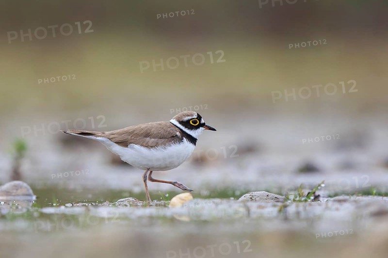 Little Ringed Plover (Charadrius dubius) male, North Rhine-Westphalia, Germany