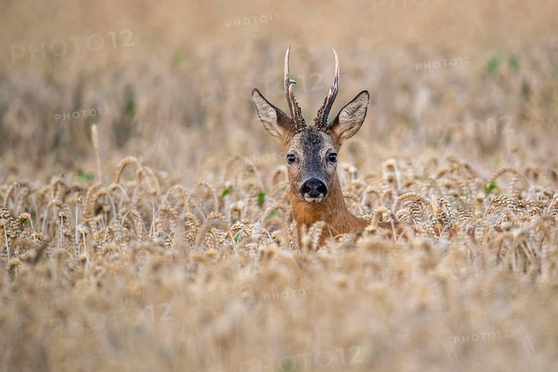 Roebuck (Capreolus capreolus) in wheat, Vechta, Lower Saxony, Germany