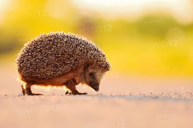 Brown-breasted hedgehog or Western European hedgehog (Erinaceus europaeus), North Rhine-Westphalia, Germany