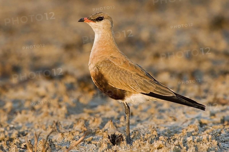 Australian Pratincole (Stiltia isabella), Western Australia, Australia